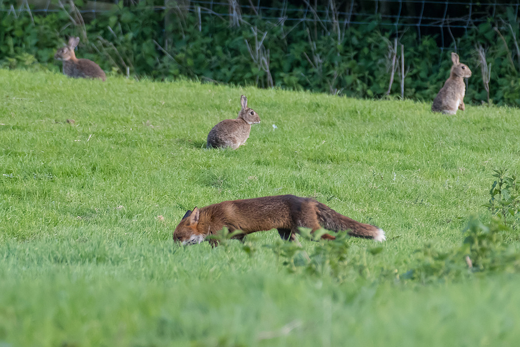 Image of a fox and rabbits.
